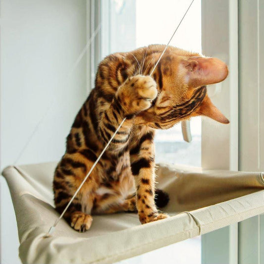 Kitty Hammock